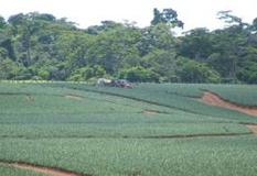 Fertilizacion